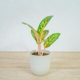 aglaonema-orange-flame