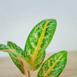 aglaonema-orange-flame