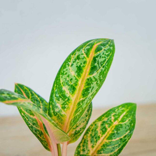 aglaonema-orange-flame aglaonema-orange-flame