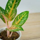 aglaonema-orange-flame