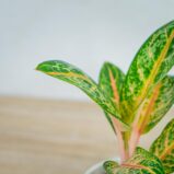aglaonema-orange-flame