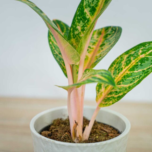 aglaonema-orange-flame aglaonema-orange-flame