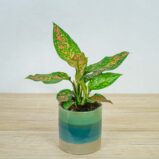 aglaonema-strawberry-baby
