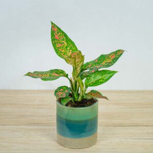 aglaonema-strawberry-baby
