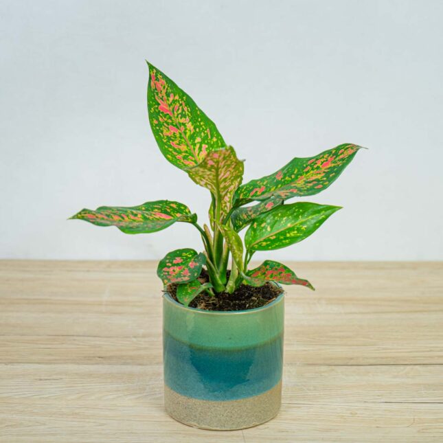 aglaonema-strawberry-baby aglaonema-strawberry-baby
