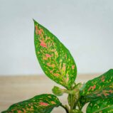 aglaonema-strawberry-baby