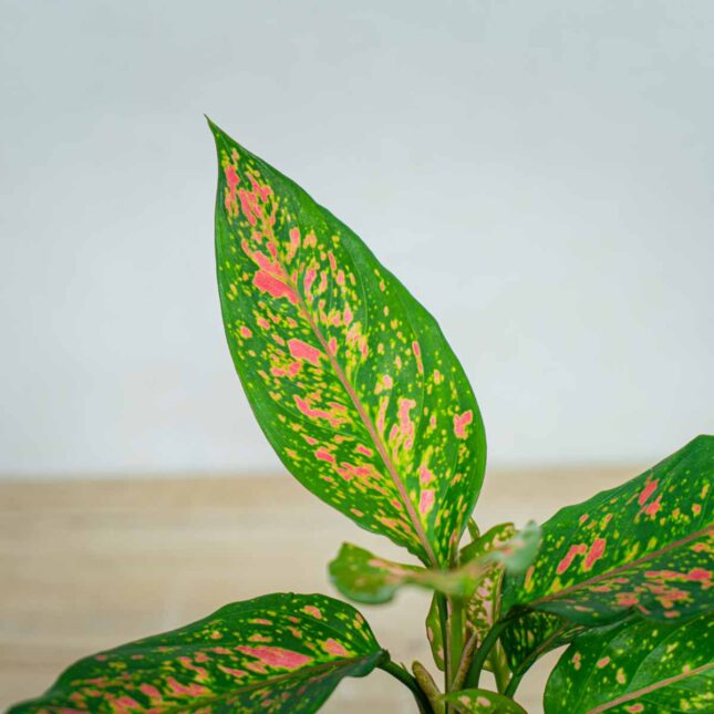 aglaonema-strawberry-baby aglaonema-strawberry-baby