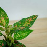 aglaonema-strawberry-baby