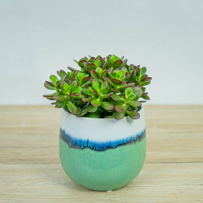 Crassula-ovata-minor Crassula-ovata-minor