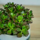 Crassula-ovata-minor
