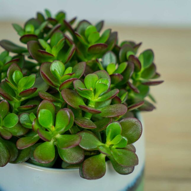 Crassula-ovata-minor Crassula-ovata-minor
