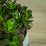Crassula-ovata-minor