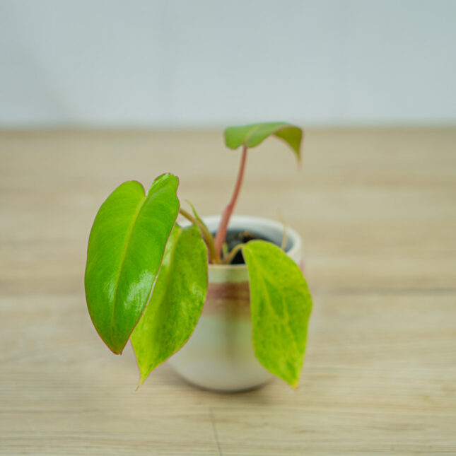 philodendron-paraiso-verde-baby philodendron-paraiso-verde-baby