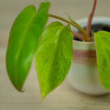 philodendron-paraiso-verde-baby