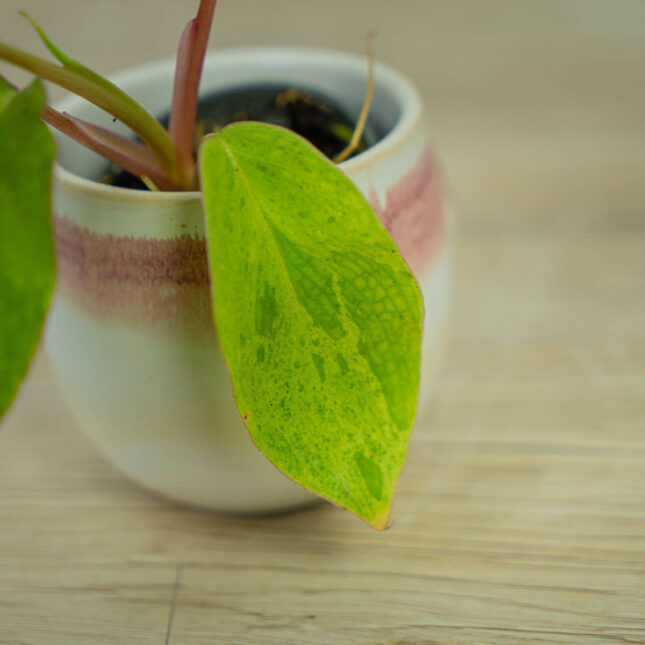 philodendron-paraiso-verde-baby philodendron-paraiso-verde-baby
