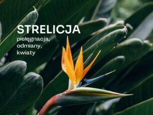 Kolorowy, pomarańczowy kwiat strelicji przypominający ptaka wśród podłużnych, zielonych liści.