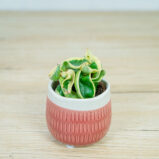 Hoya-compacta-variegata-baby
