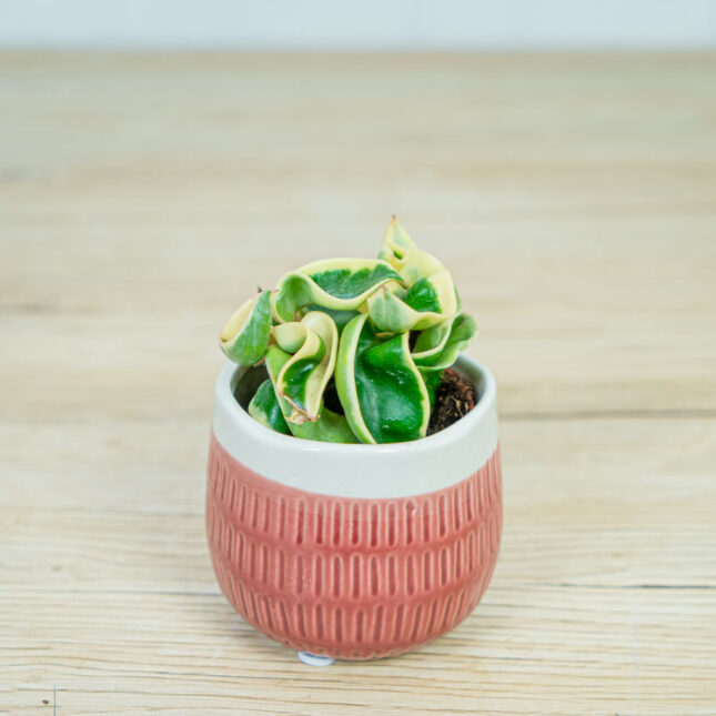 Hoya-compacta-variegata-baby