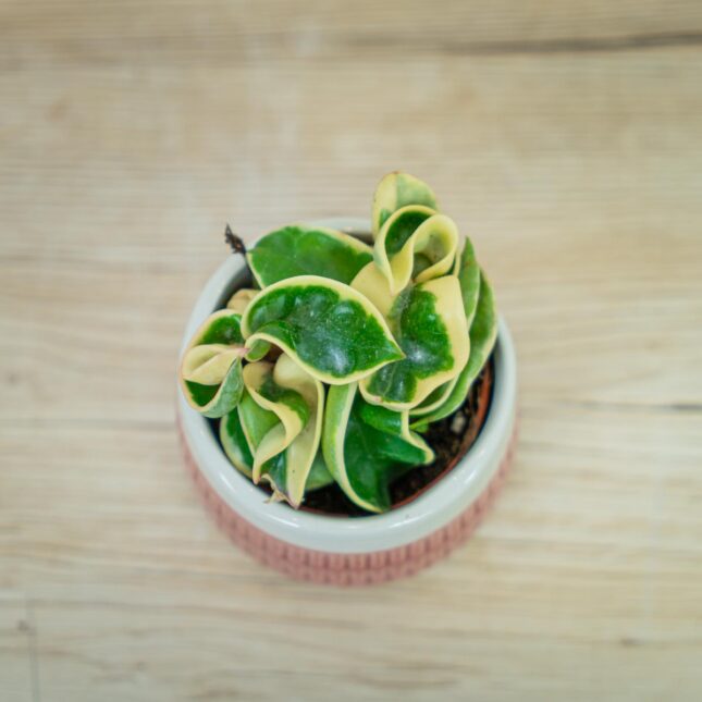 Hoya-compacta-variegata-baby Hoya-compacta-variegata-baby
