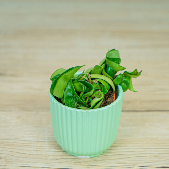 Hoya-compacta-baby Hoya-compacta-baby