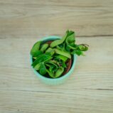 Hoya-compacta-baby