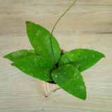 hoya-caudata-sumatra