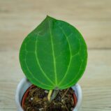 Hoya-latifolia-baby