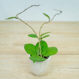 Hoya-fungii-baby