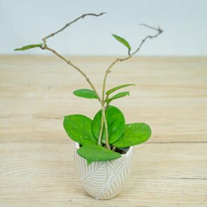 Hoya-fungii-baby