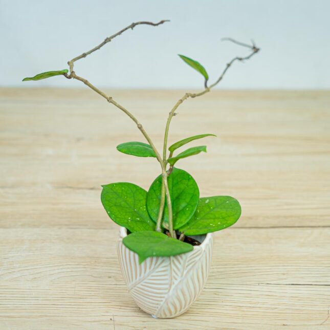 Hoya-fungii-baby Hoya-fungii-baby