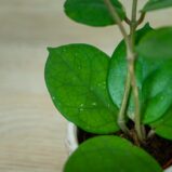 Hoya-fungii-baby