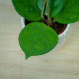 Hoya-fungii-baby