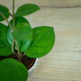 Hoya-fungii-baby
