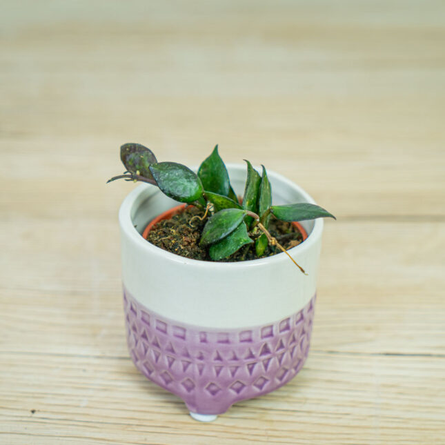 Hoya-krohniana-black-leaves-baby