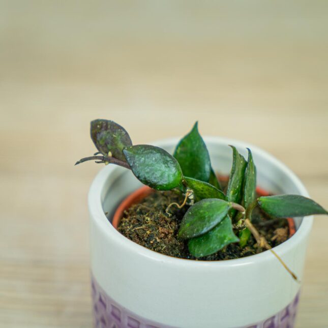 Hoya-krohniana-black-leaves-baby Hoya-krohniana-black-leaves-baby