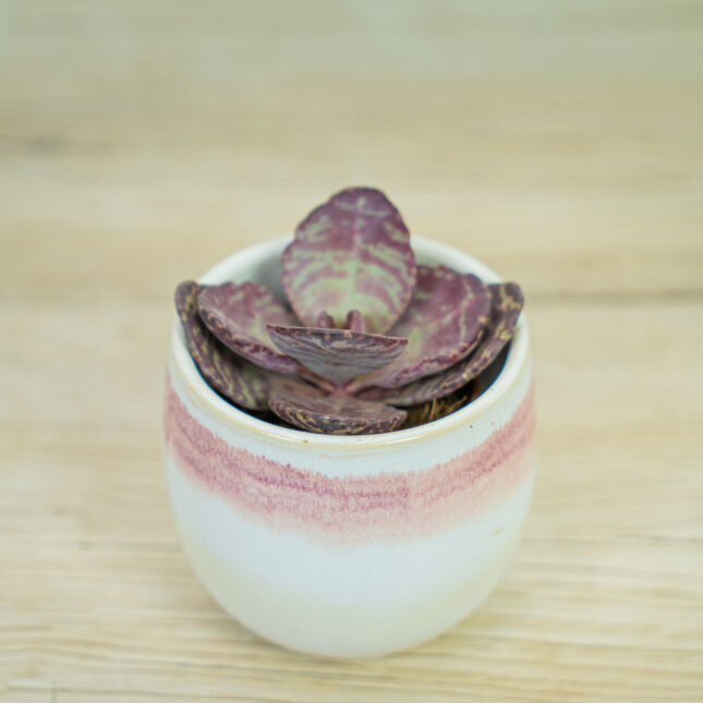 Kalanchoe-humilis-zebra-baby Kalanchoe-humilis-zebra-baby