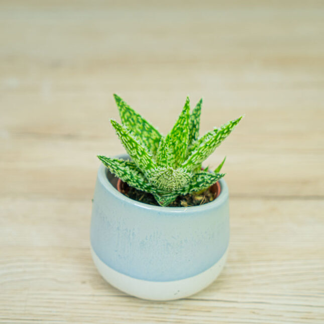 Aloes-sugar-crystal-baby Aloes-sugar-crystal-baby