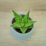 Aloes-sugar-crystal-baby