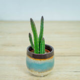 Stapelia-leendertziae-baby