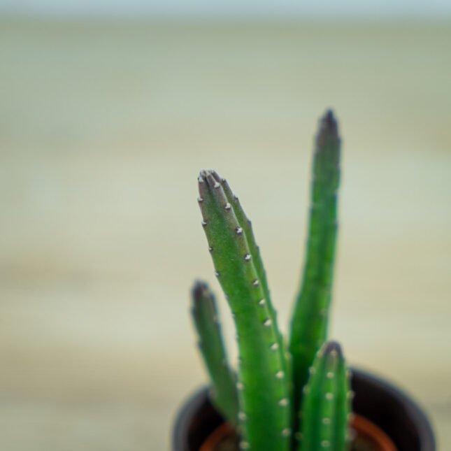 Stapelia-leendertziae-baby Stapelia-leendertziae-baby