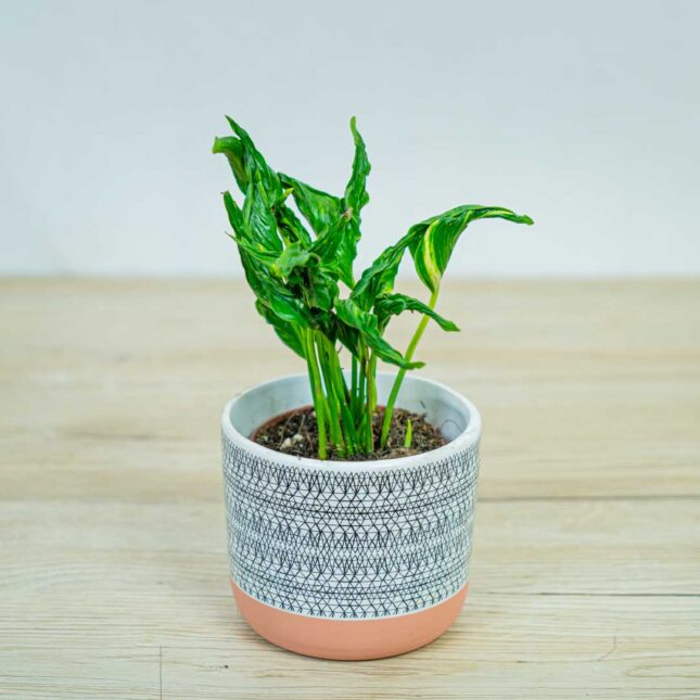 epipremnum-godzilla-shangri-la