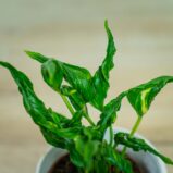 epipremnum-godzilla-shangri-la