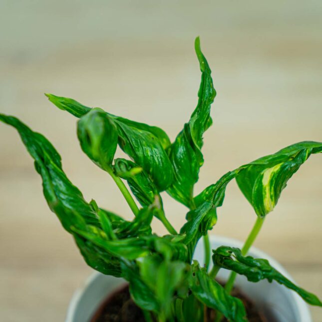 epipremnum-godzilla-shangri-la epipremnum-godzilla-shangri-la