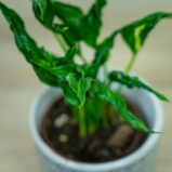 epipremnum-godzilla-shangri-la