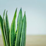 Sansevieria-Bantel's-Sensation
