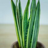 Sansevieria-Bantel's-Sensation