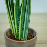Sansevieria-Bantel's-Sensation