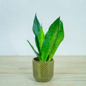 sansevieria-trifasciata-black-diamond