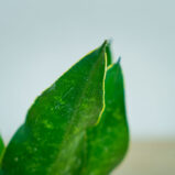 sansevieria-trifasciata-black-diamond