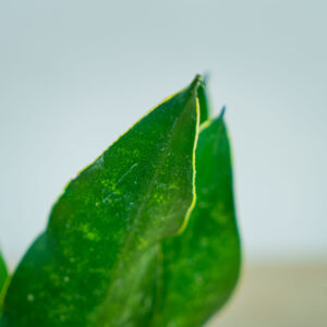 sansevieria-trifasciata-black-diamond